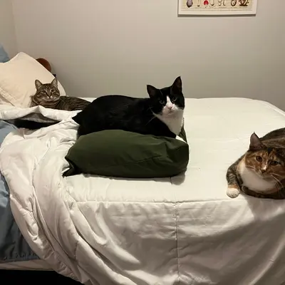 Xena, Sophie, & Midna